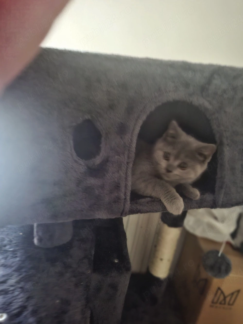 Pisici British Shorthair