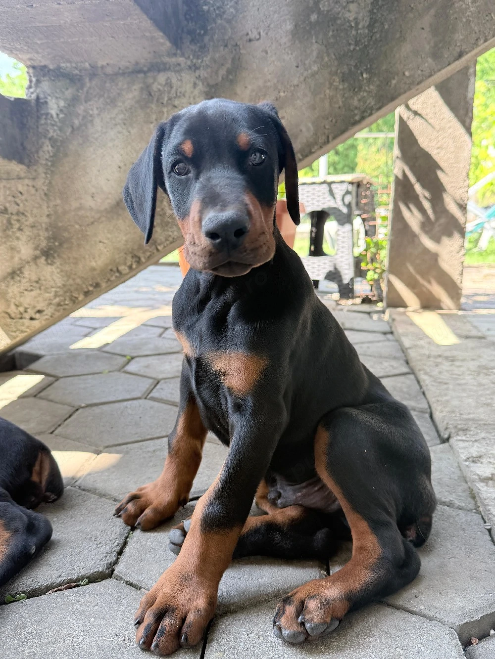 vând Cățeluși doberman 