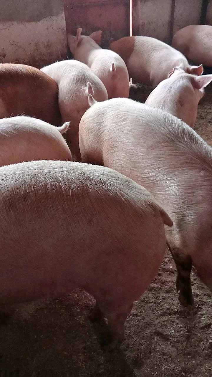 vand porci 