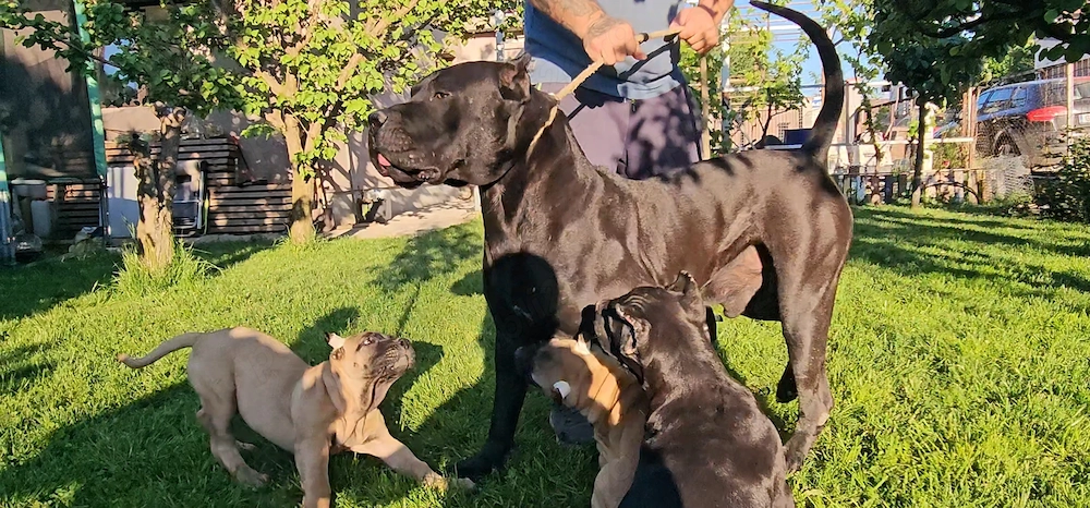 4 femelute de.presa canario