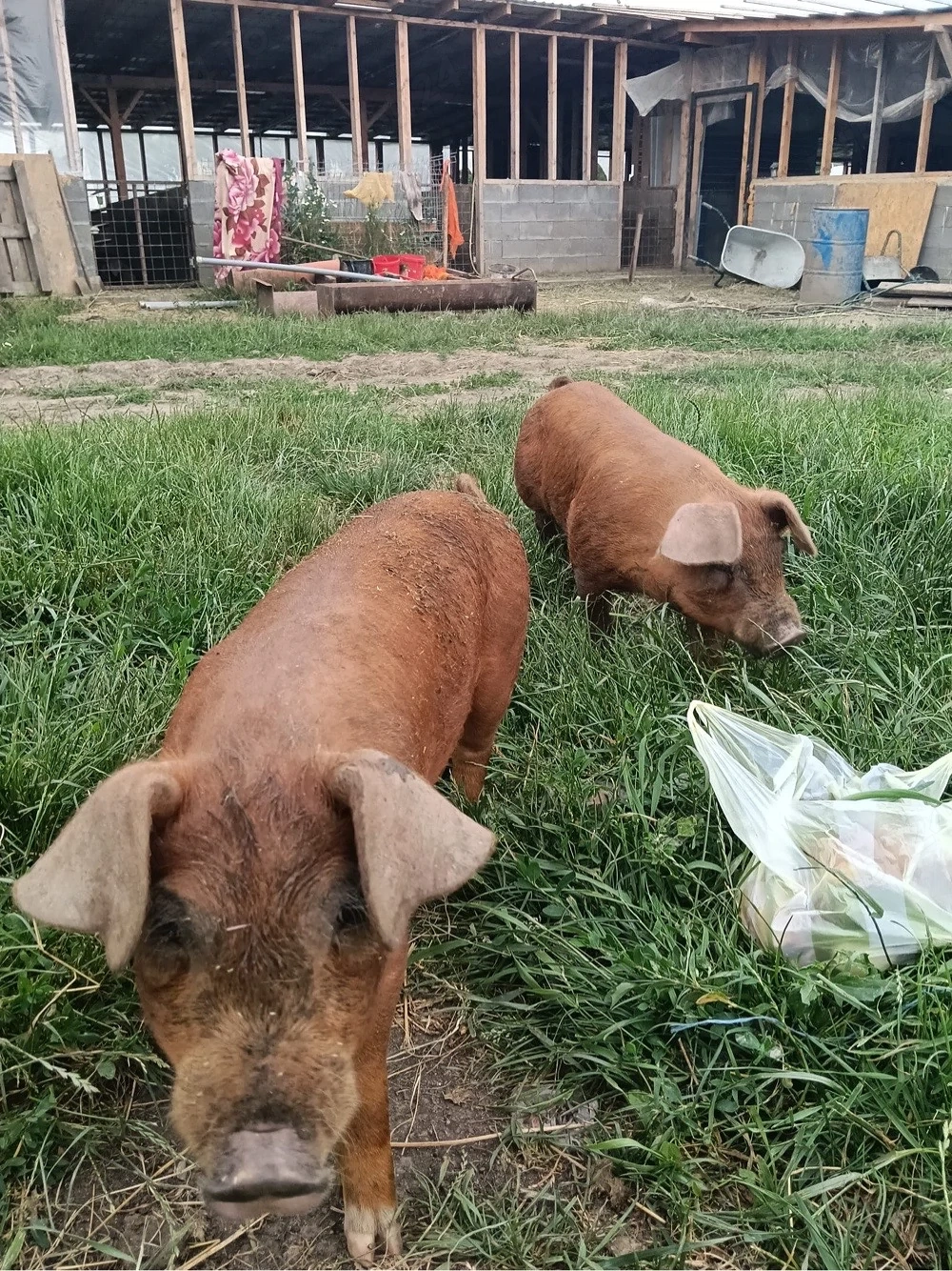 Duroc Purcei