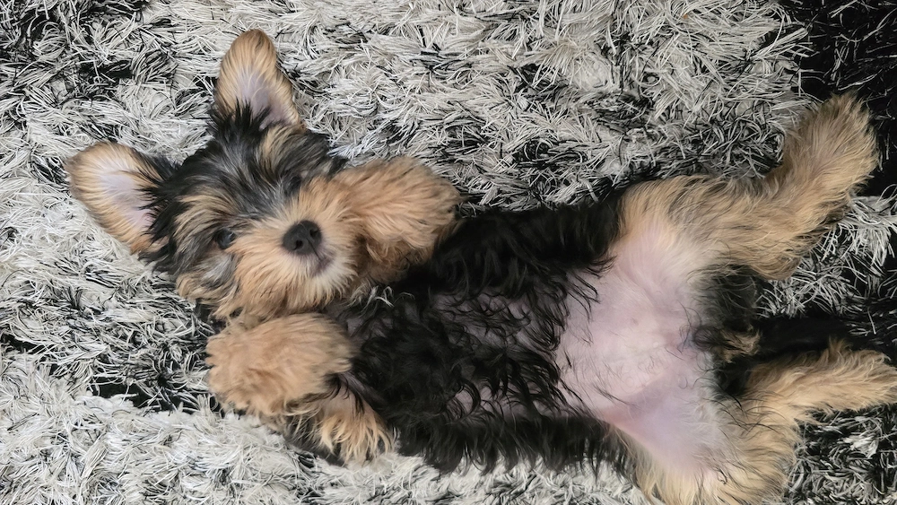 De vânzare pui Yorkshire Terrier   fetiță