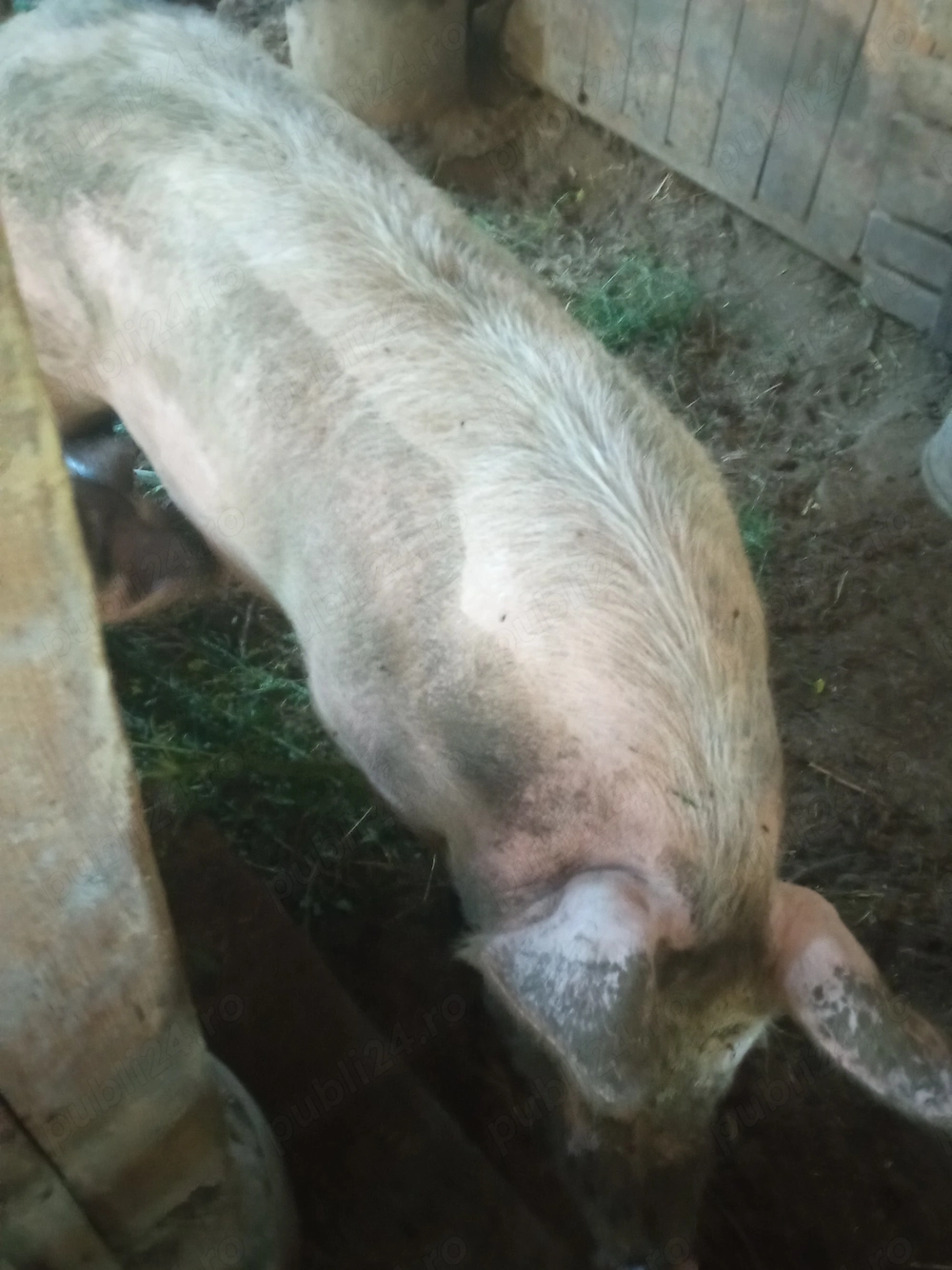 Porci crescuți la curte, pentru cunoscători!!!