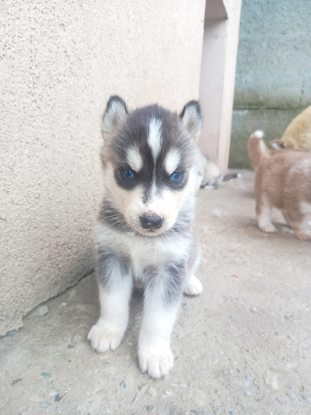 Husky Siberian,5 băieți si o fată!