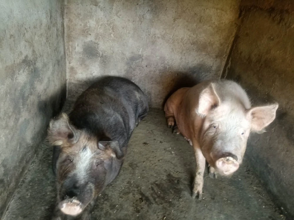 Vând 2 porci din rasa Pietrain   crescut natural, carne de calitate