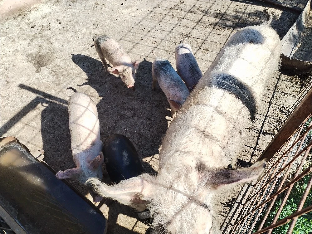 Purcei Landrace intarcati