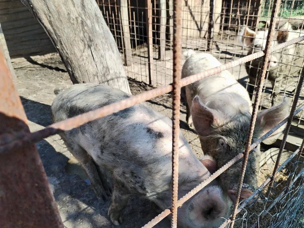 Porci castrati Landrace 70 kg