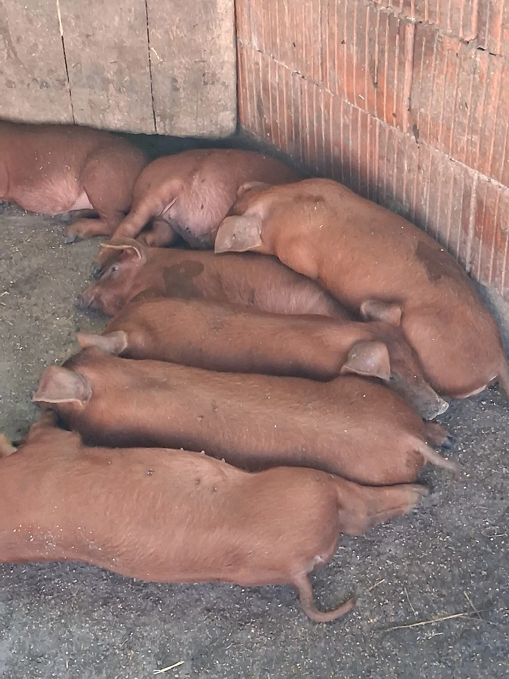 purcei  duroc 