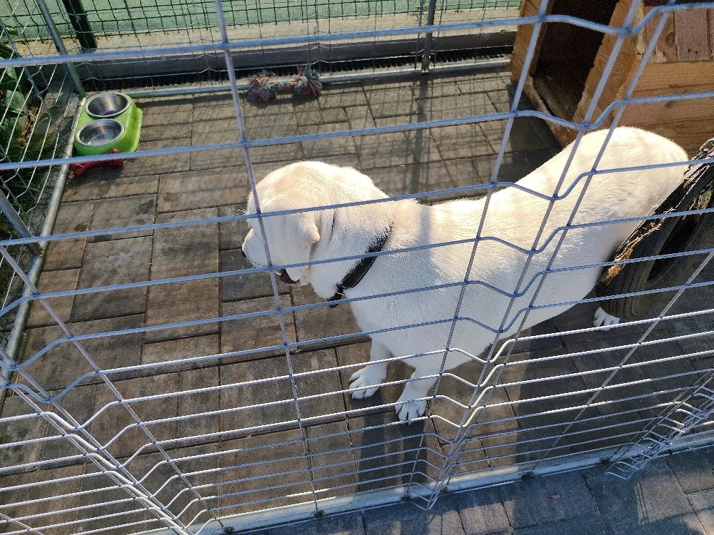 Cățel Labrador