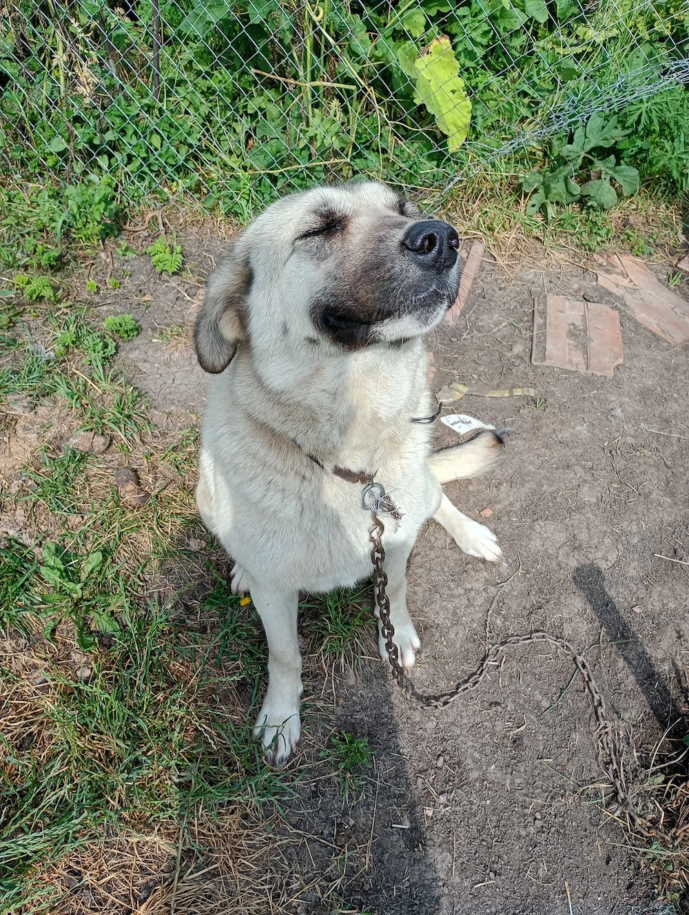 Vand femela kangal varsta 1 an jumate