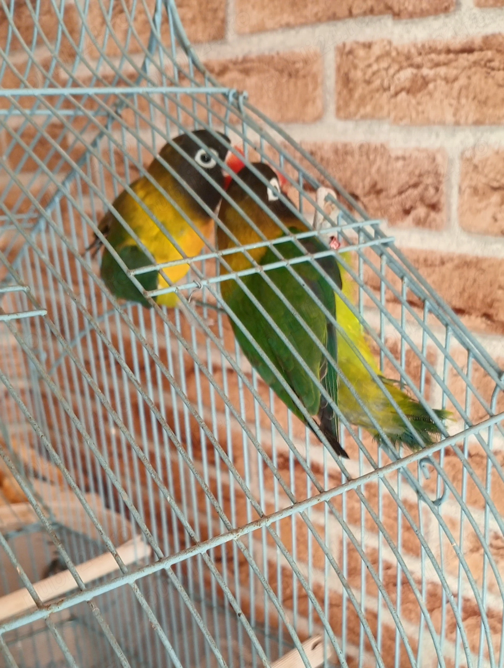 Vand papagali Agapornis personata 