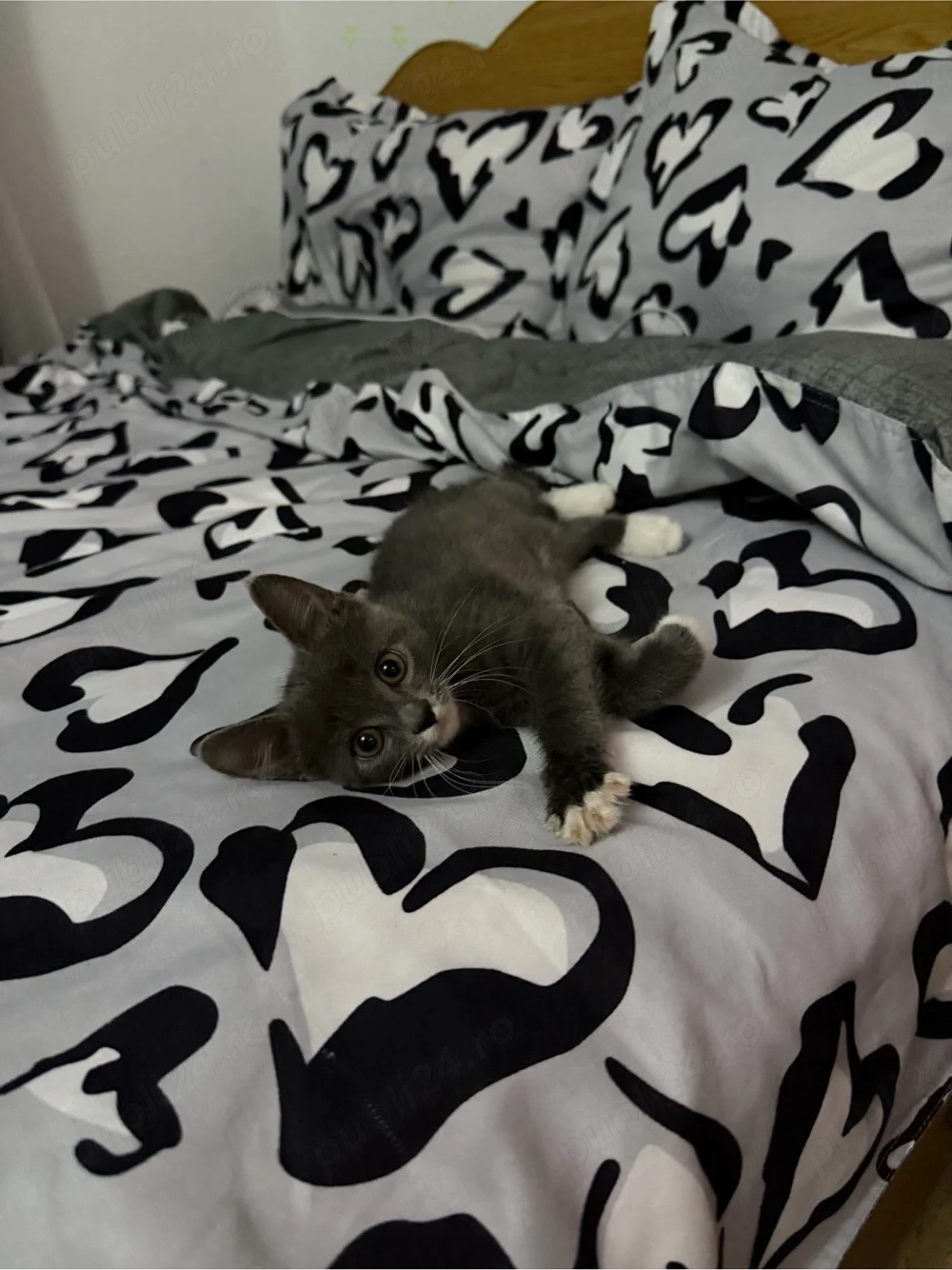 pisica adoptie