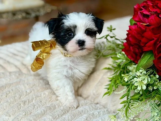 Puiuți superbi bichon 