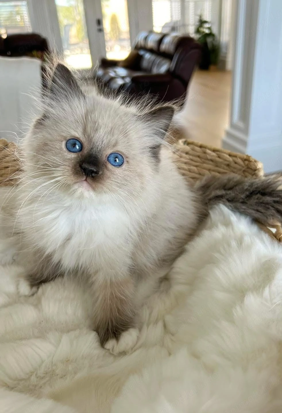 Motănel Ragdoll pufos