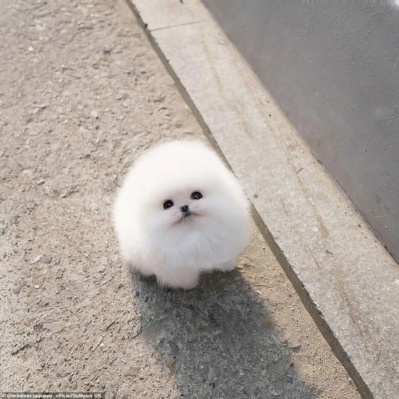 Pomeranian talie sub 2 kg 