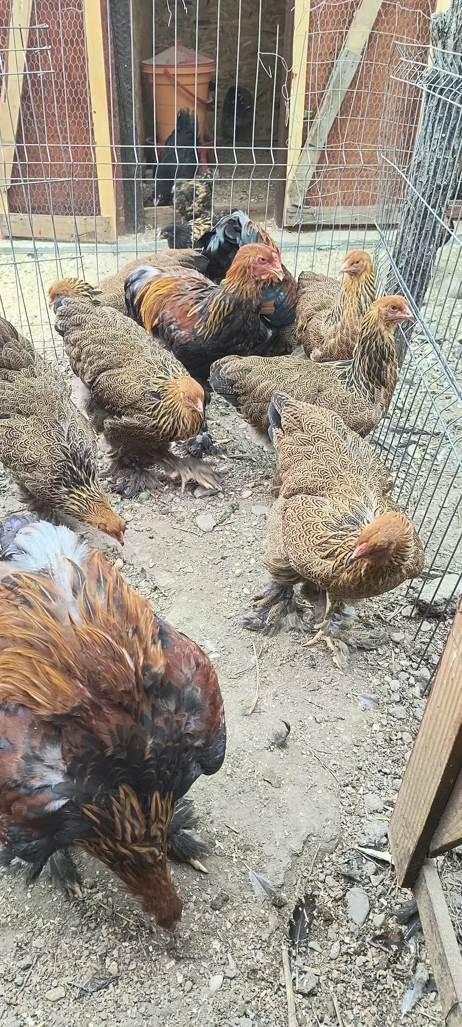 Brahma Porțelan, Bobat, Potârnichiu și Puicuțe Potârnichiu Bragadiru Ilfov 