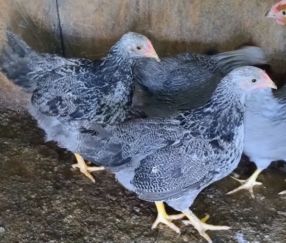 cocosi 2,5 luni Plymouth Silver -argintiu