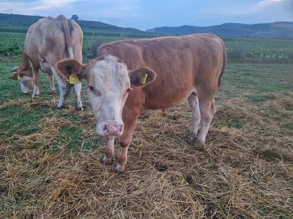 vand vitei 5 buc intre 200-270 kg 