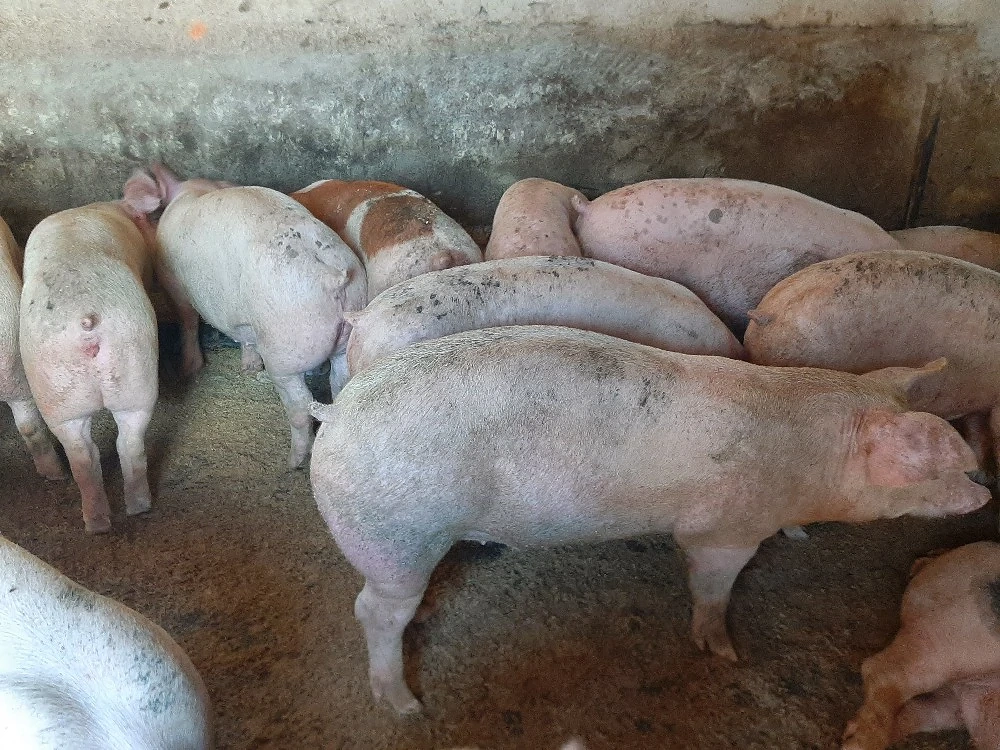 vând soldani de carne diferite mărimi 