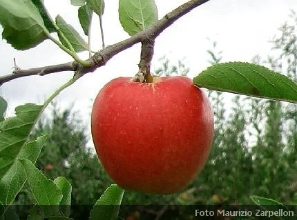 Munca in livada cu contract in Italia 