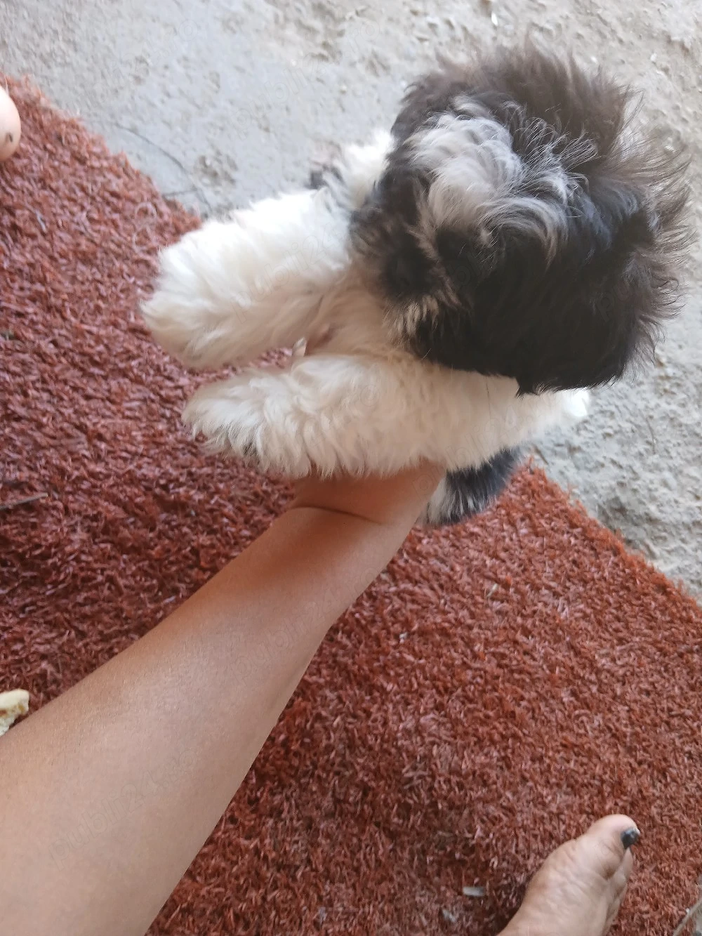 vand un catelus shih tzu de 9 saptamani 