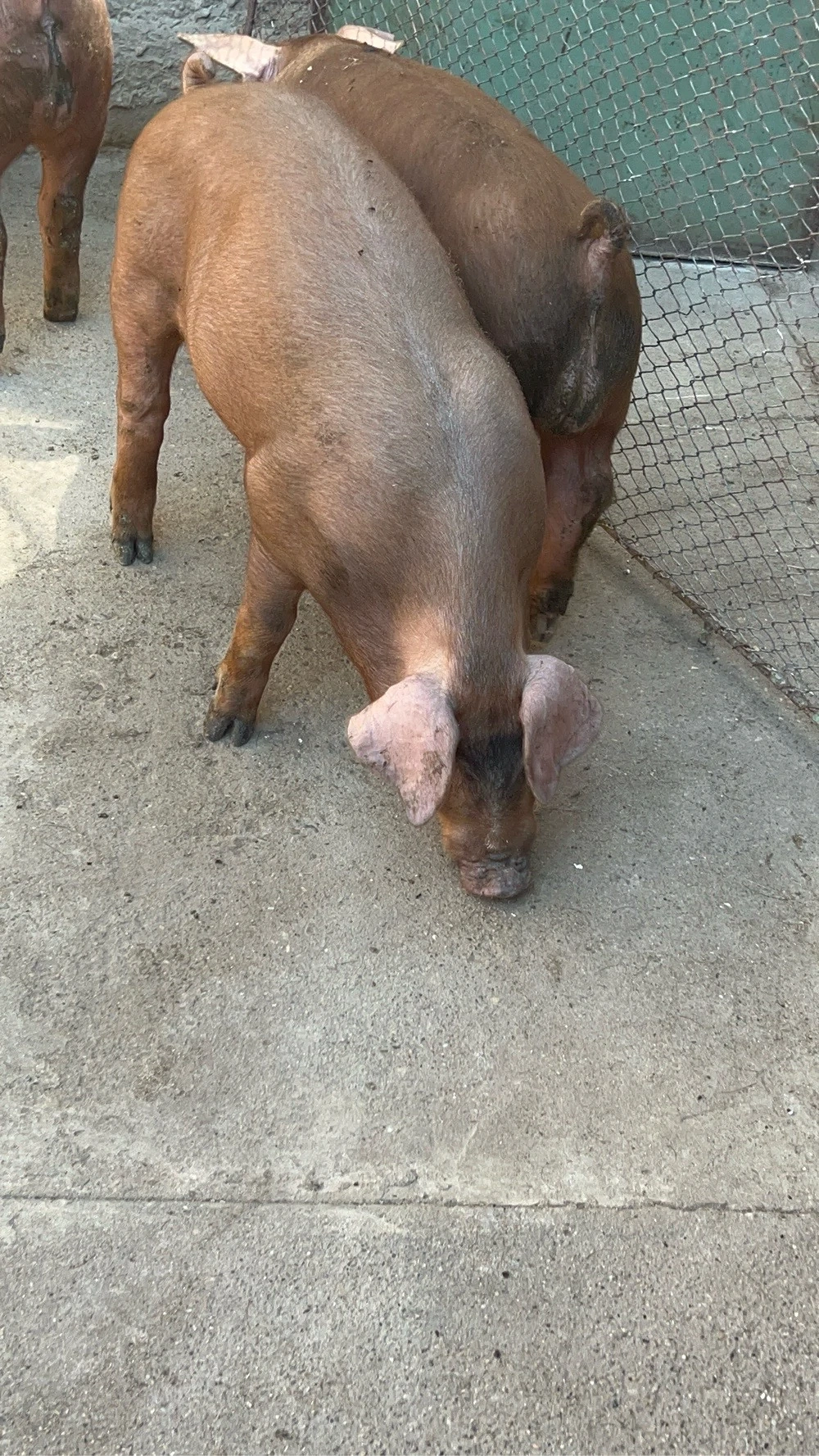 vierus duroc 