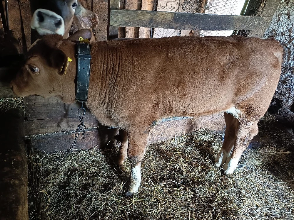vând tăuraș limousin de 9 săptămâni 