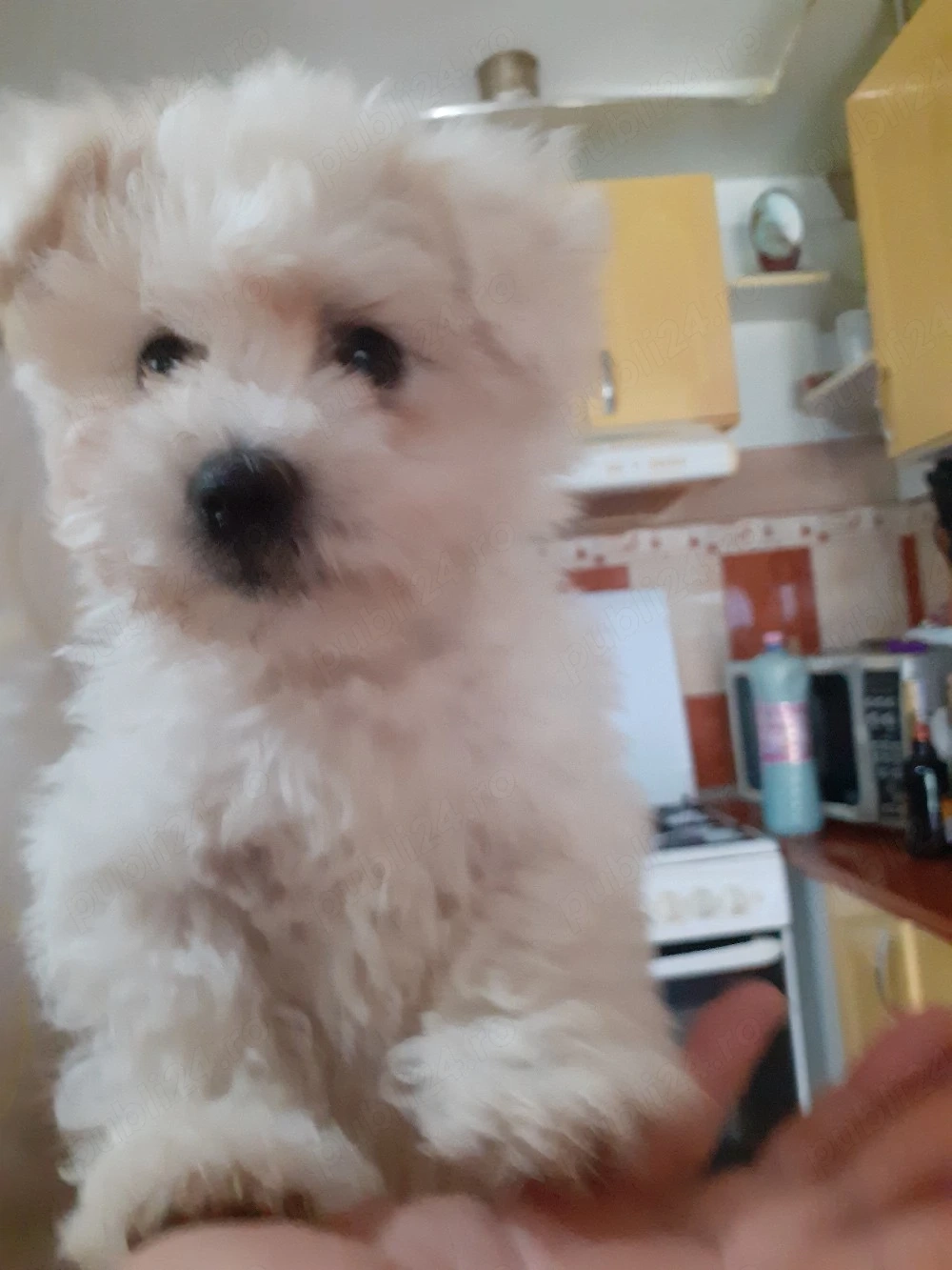 Vind cățel bichon maltez mascul 