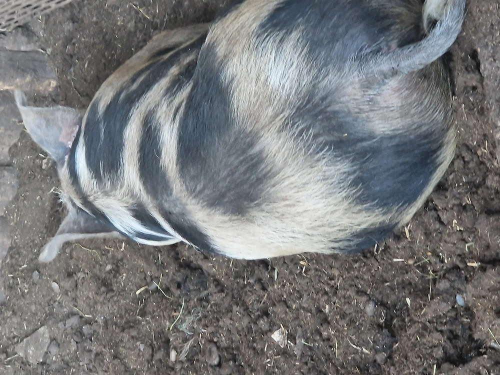 Vand porci de carne ,duroc 
