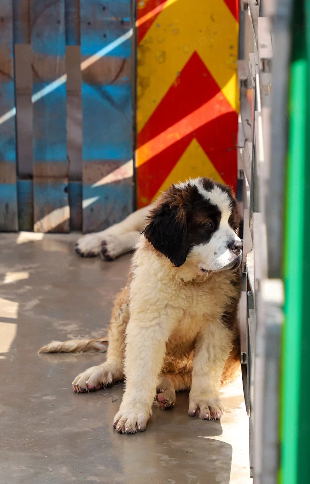 Pui Saint Bernard de rasă pură   10 ghemotoace de energie își caută familie!