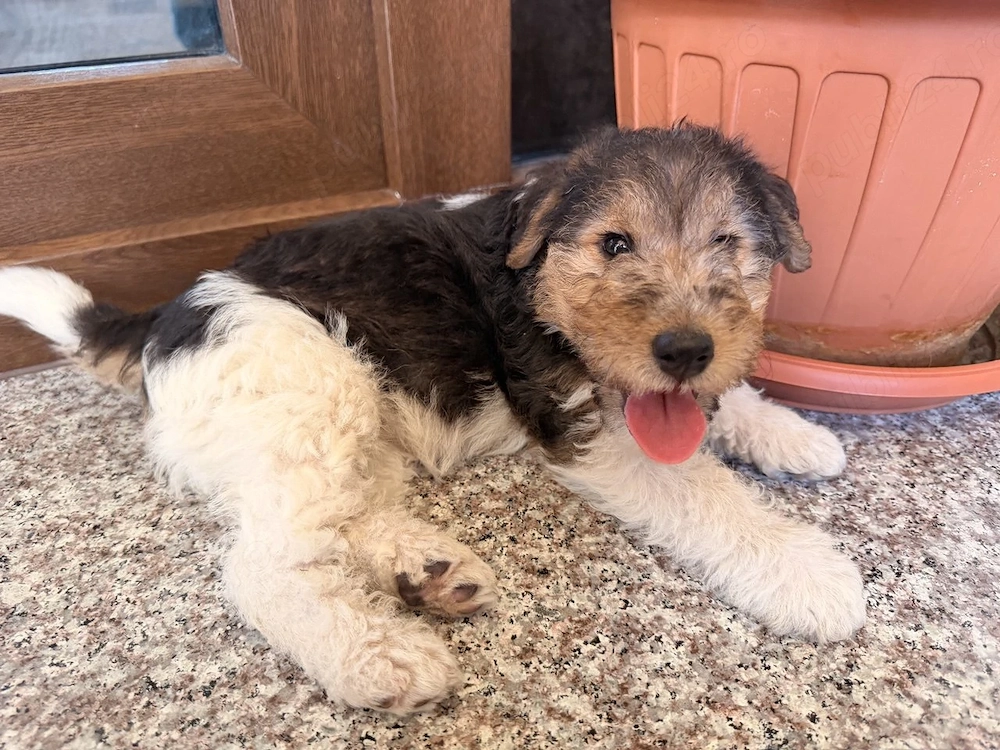 2 fetițe Fox Terrier   Disponibile pentru vânzare