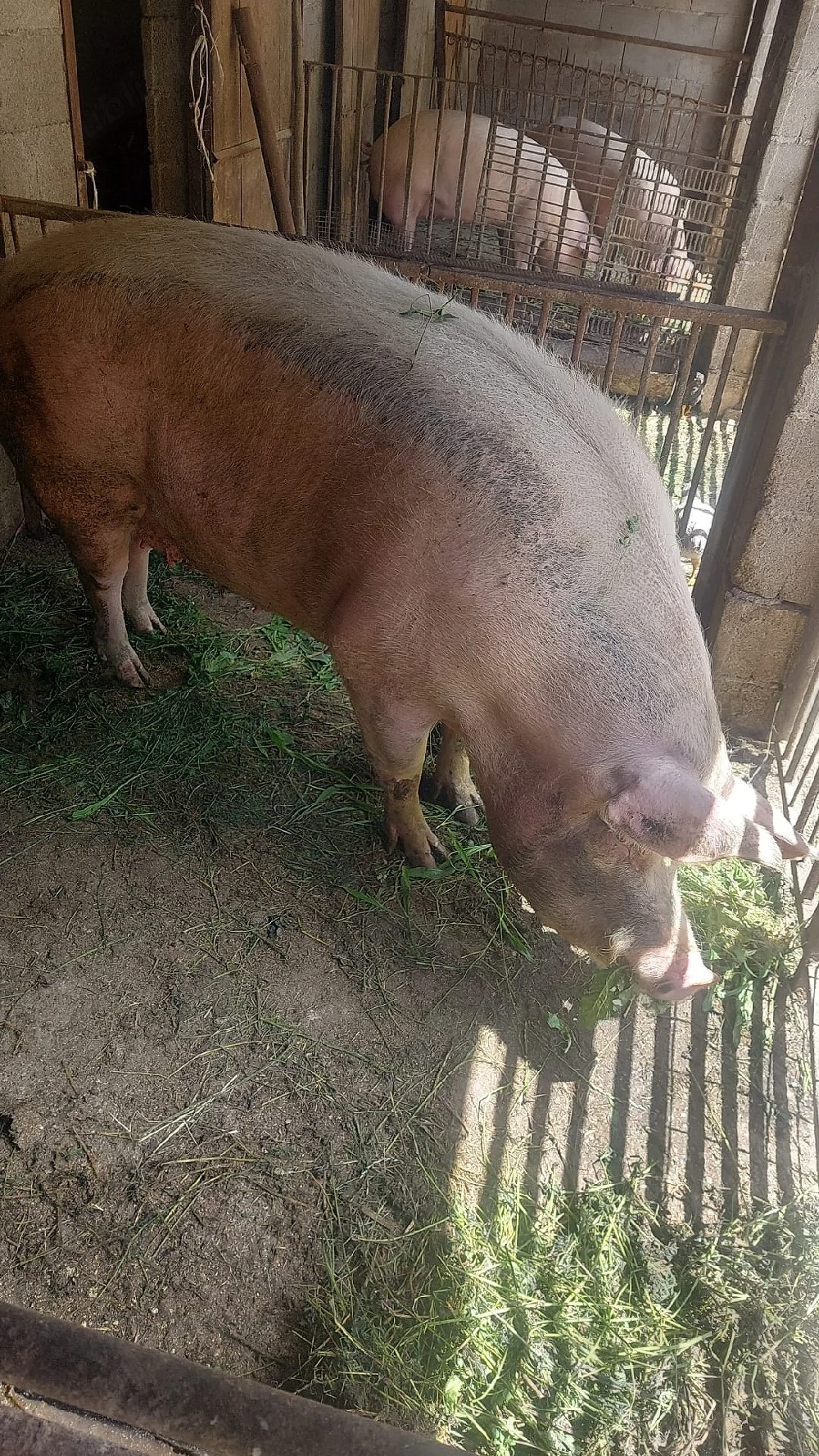 porc de vanzare