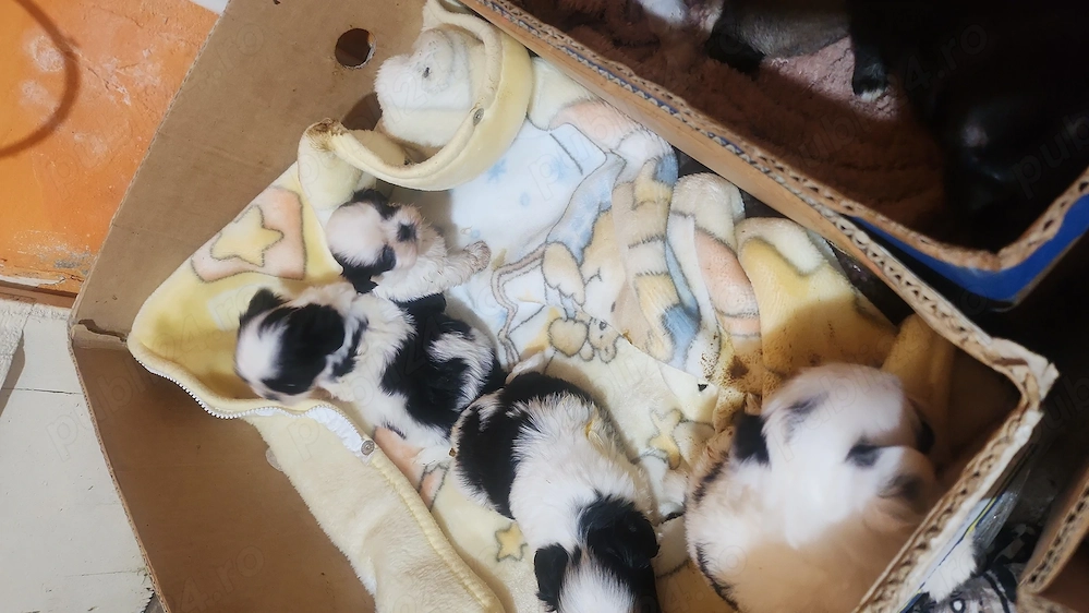 Catelusi shihtzu