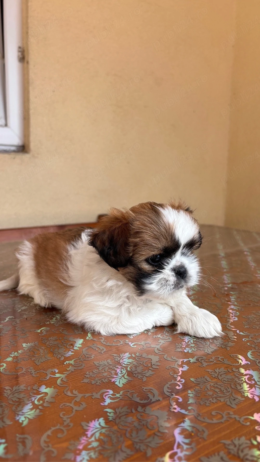 Căței shih-tzu