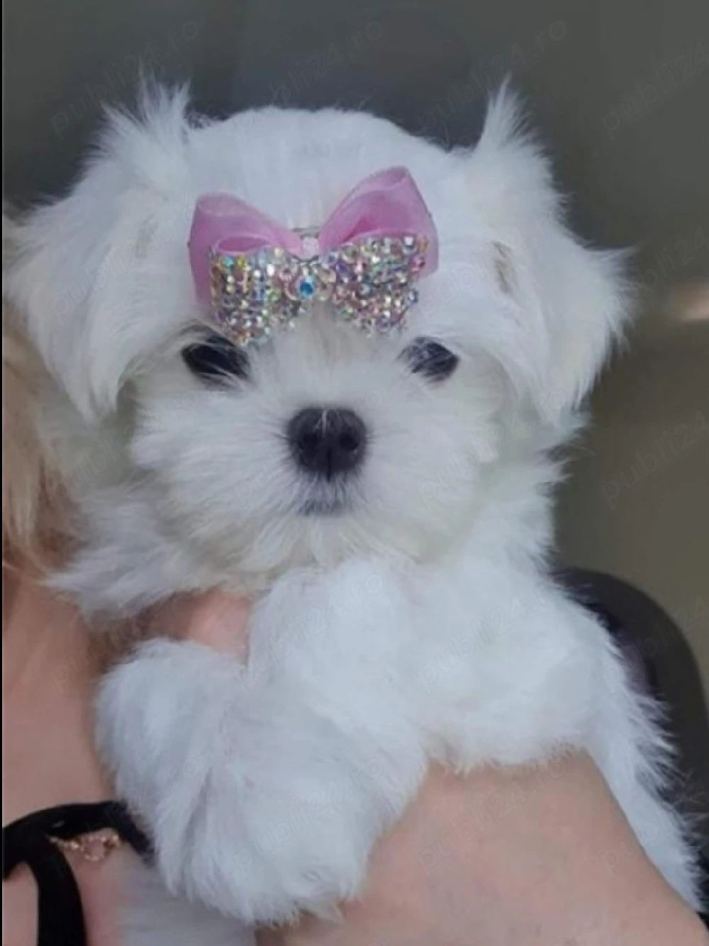 Asigur transport !!! Vand pui Bichon Maltez mini toy superbi !!!