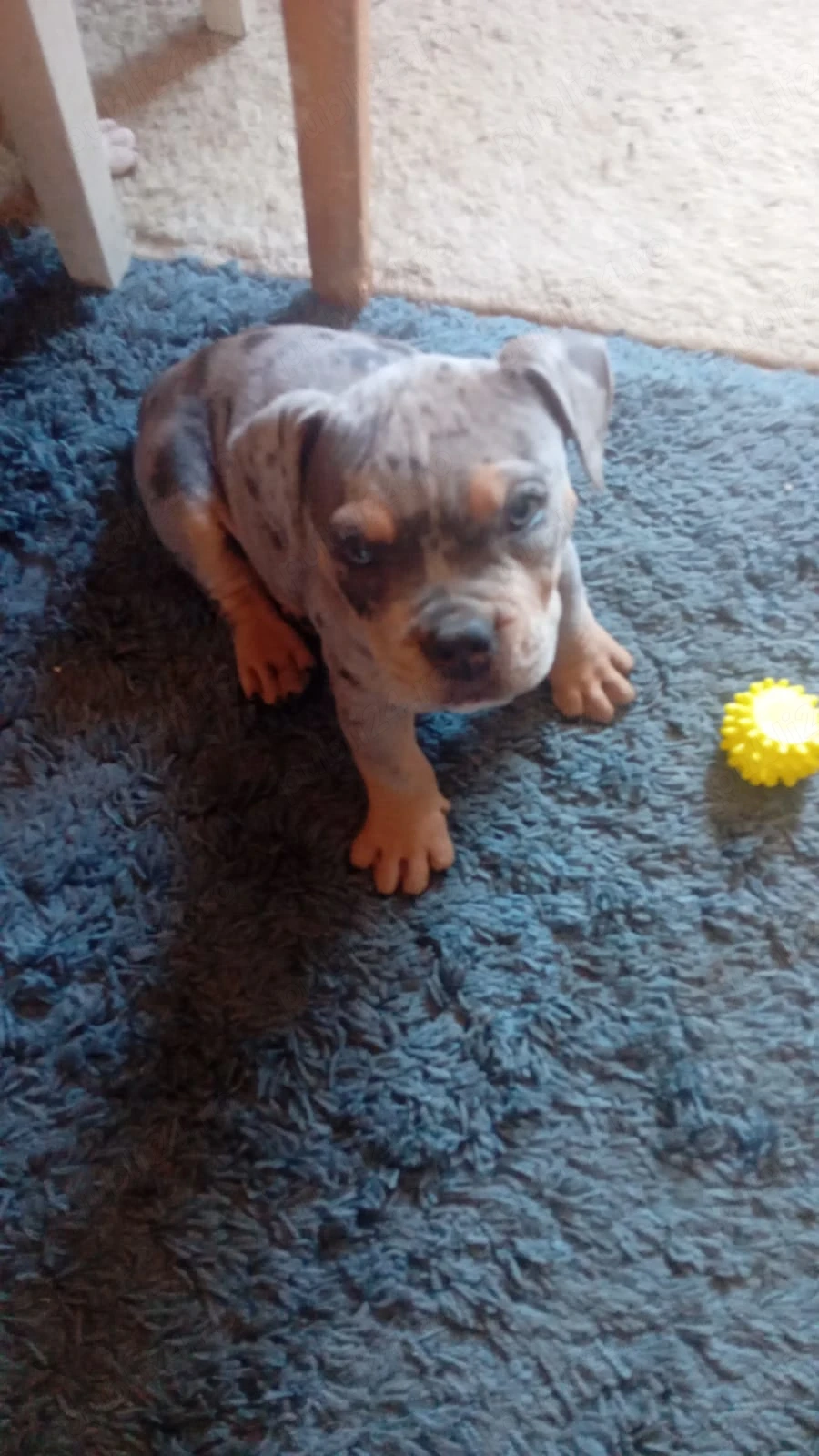 Cățel American bully pocket 