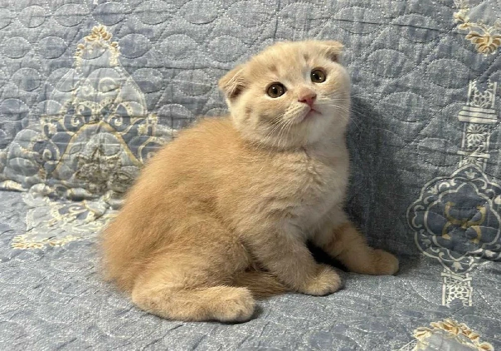 Scottish Fold Crem