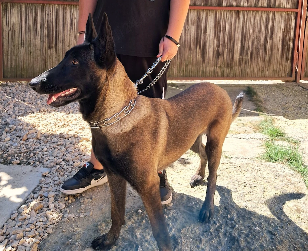 Femela Malinoise 2 ani
