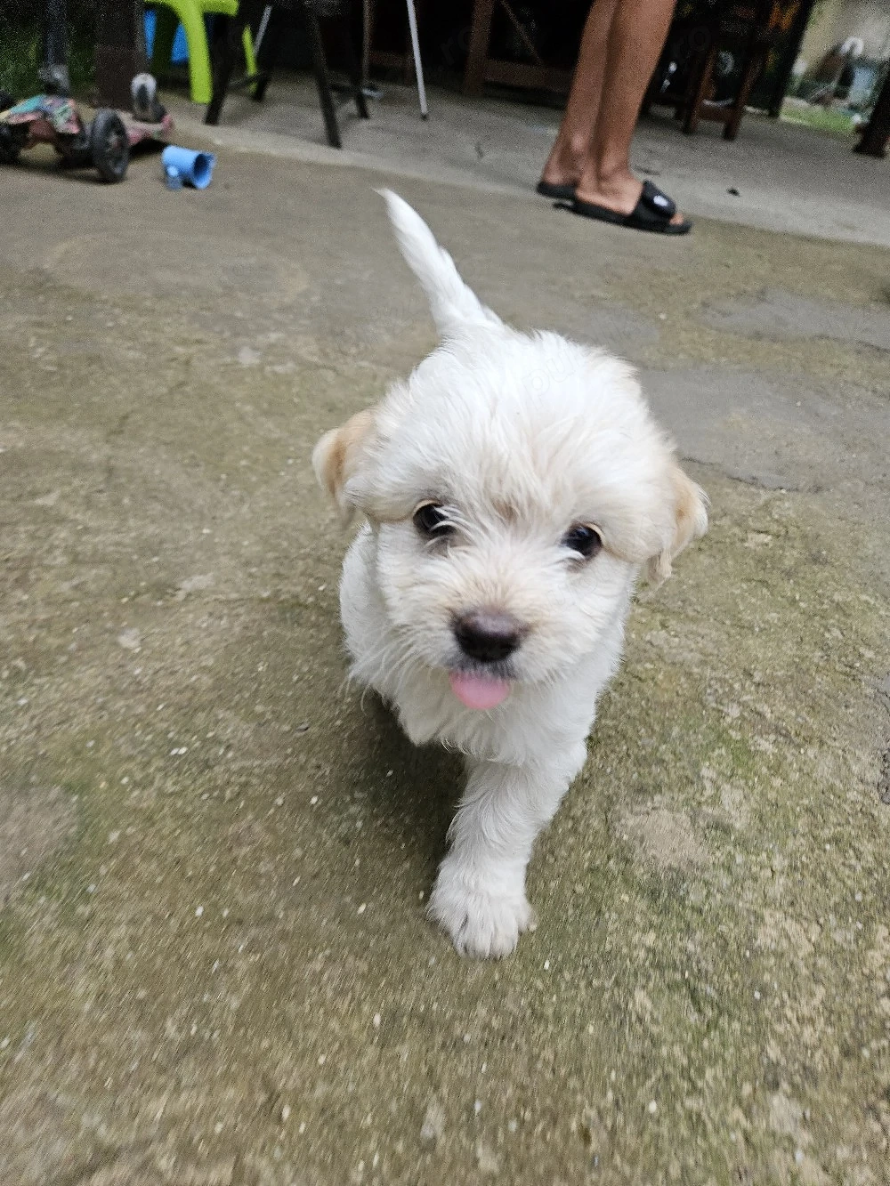 pui bichon adorabili