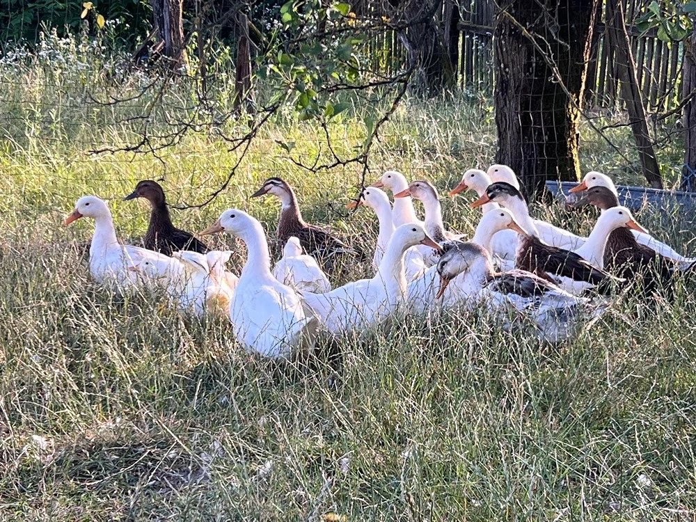 Rațe bobocii 