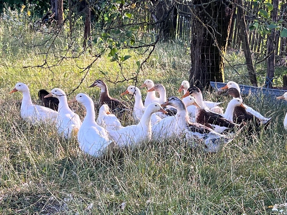 Rațe de casă 