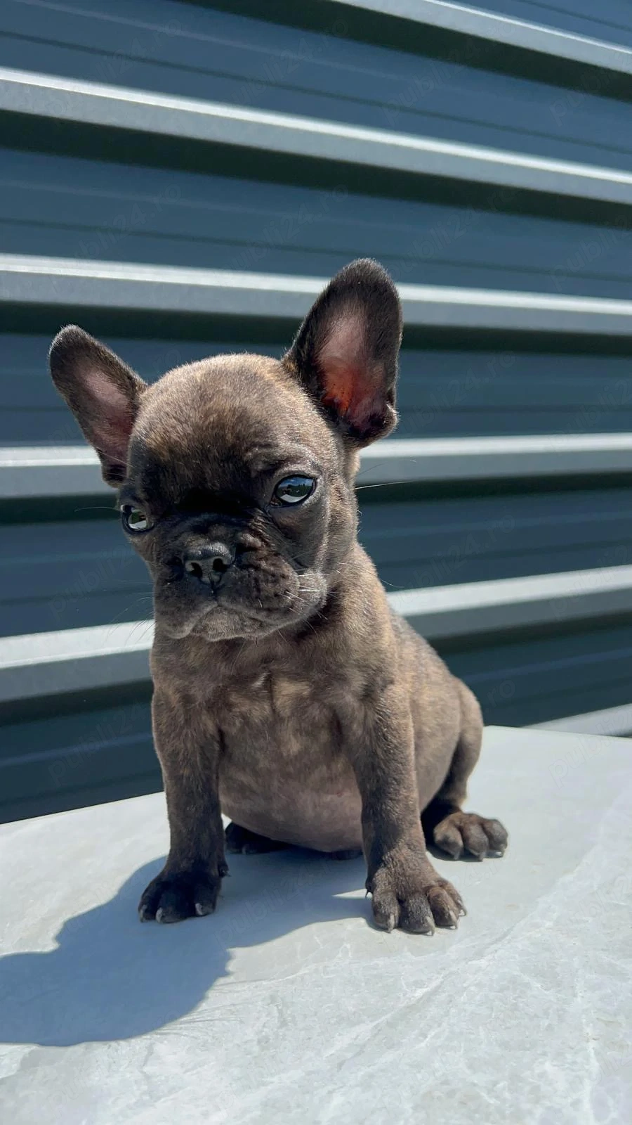 Bulldog francez Buldog
