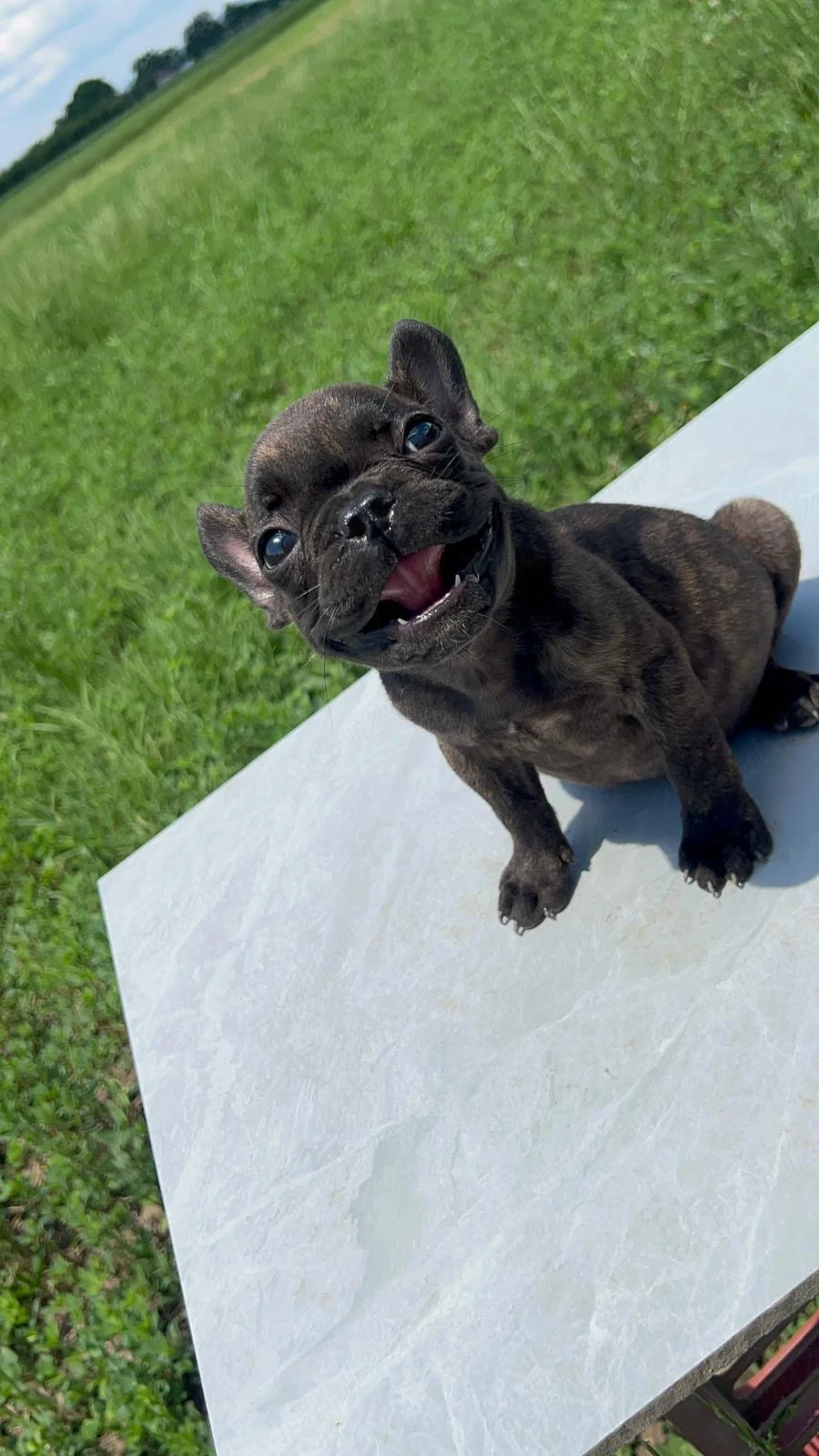 Bulldog francez buldog 