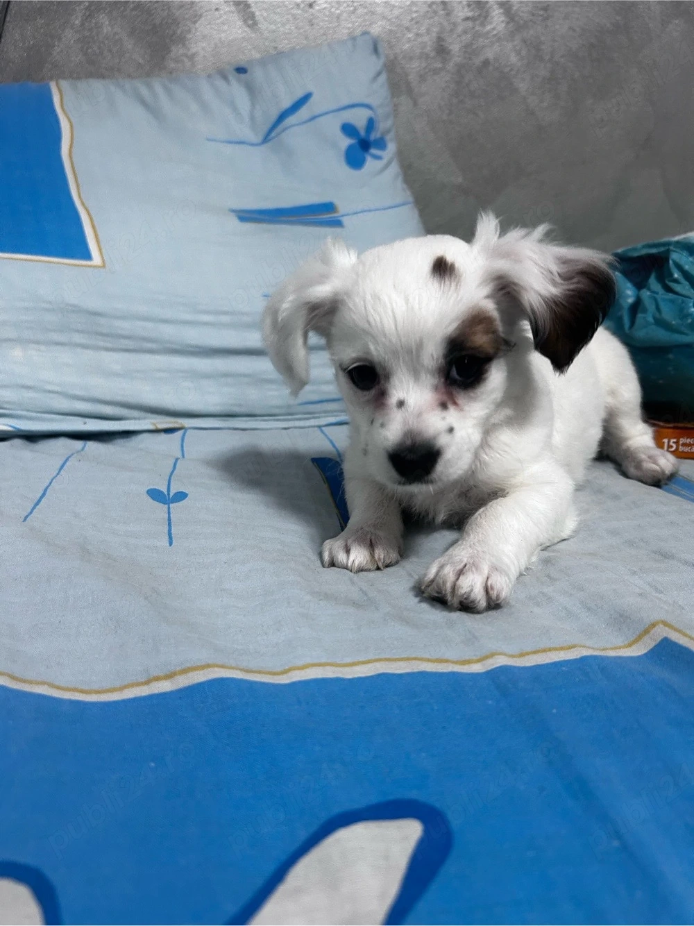 vand catelusa bichon maltez!!!