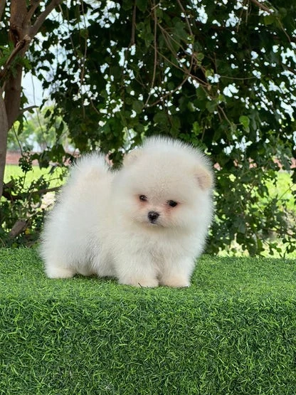 Asigur transport !!! Pui Pomeranian albi pufosi si jucausi !!!