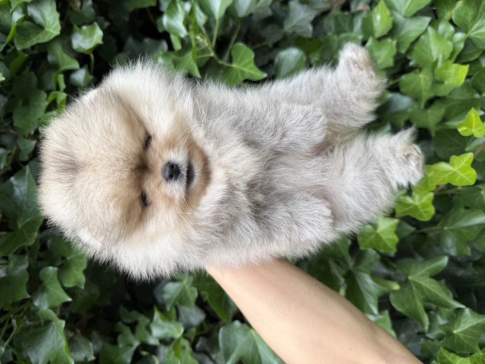 Pomeranian fetița pedigree FCI