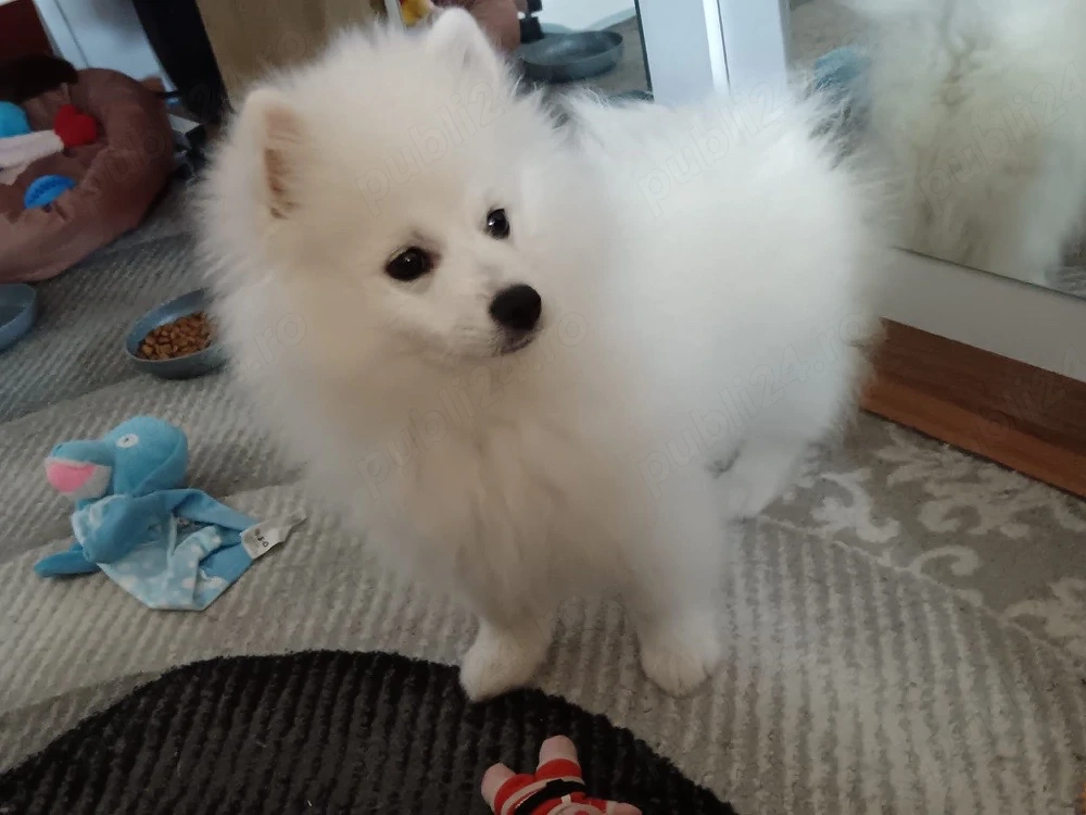 Pomeranian Vulpino-Spitz