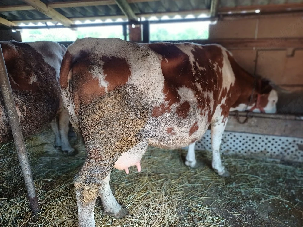 Vind vacă de abator 600 650.