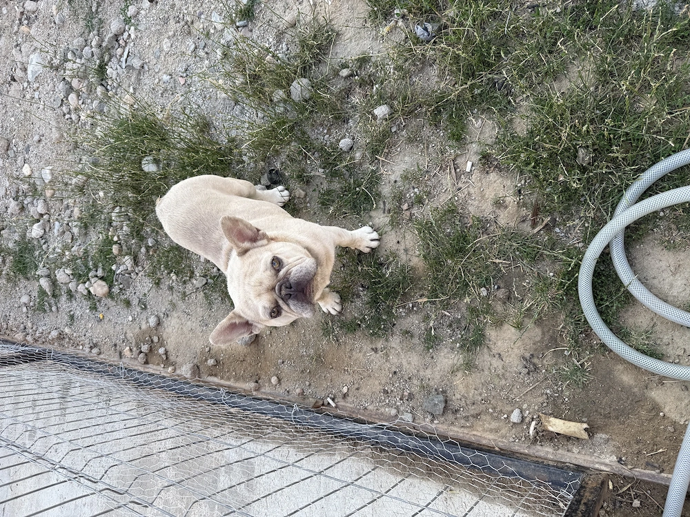 Câine Buldog Francez Rasa pura