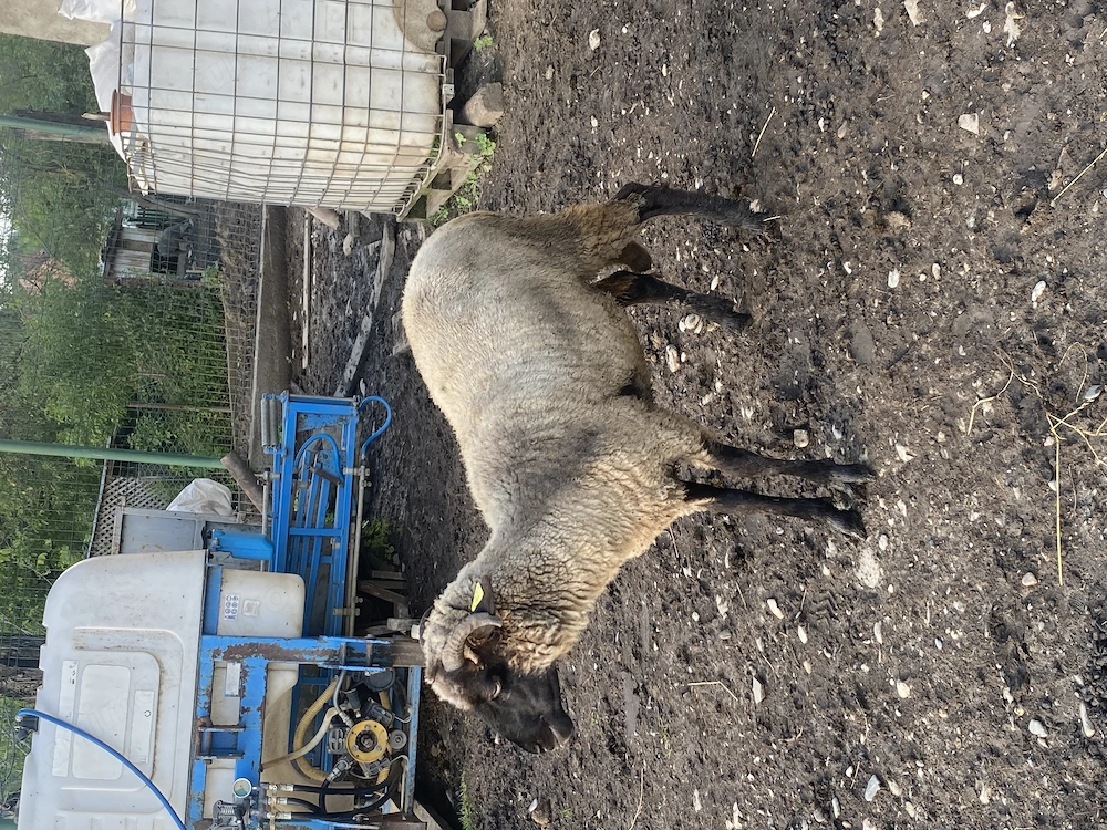 Oaie tigaie bucălaie 